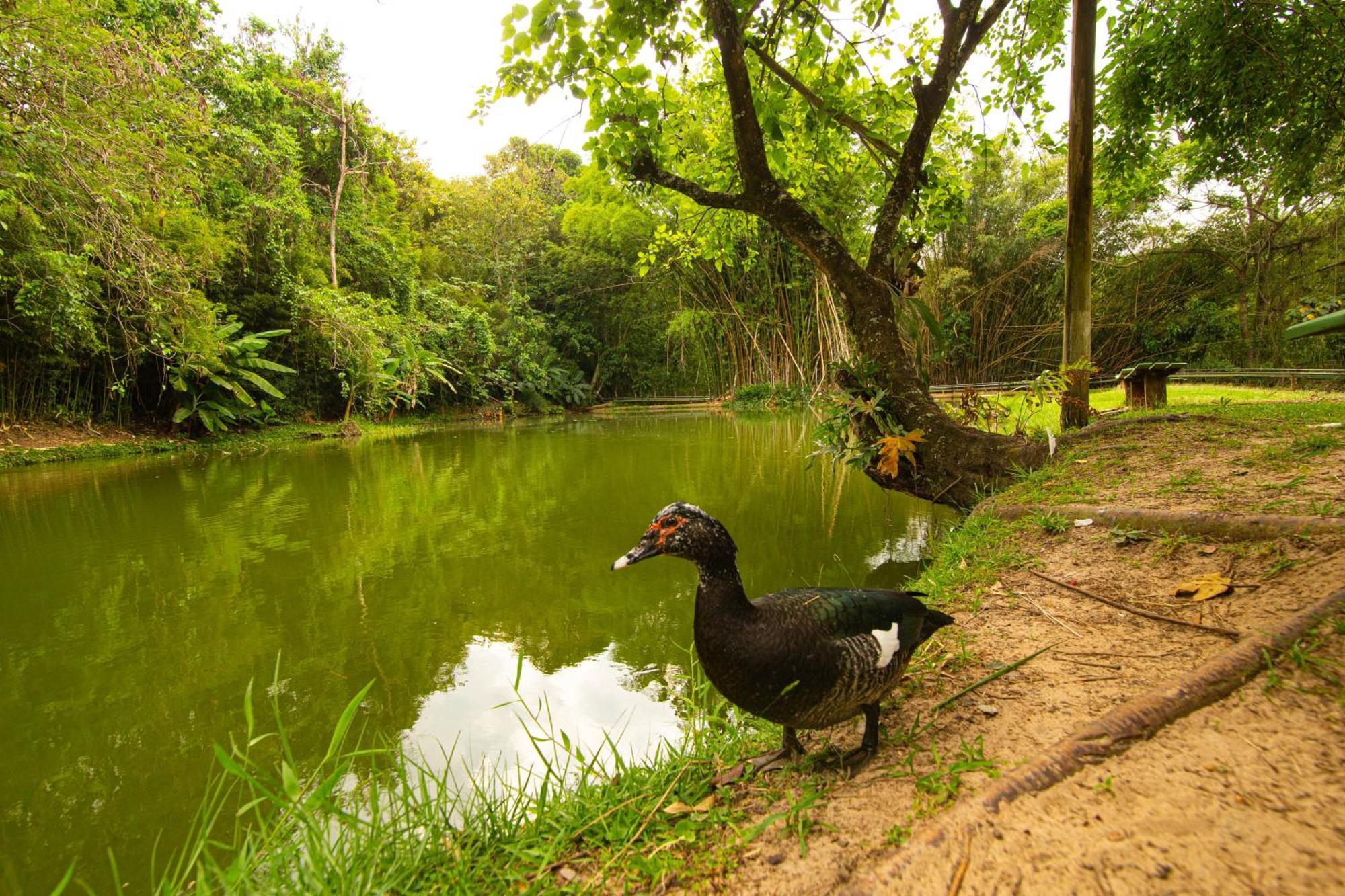 Hotel Fazenda Fonte Colina Verde 圣代佩德罗 外观 照片
